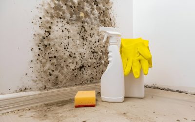 Mold Remediation: What You Need to Know